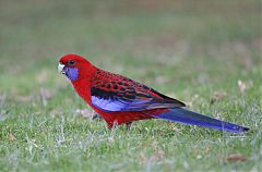 Crimson Rosella